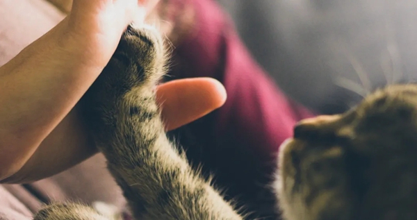 飛利浦智能鎖：寵物獨(dú)自開(kāi)門存在的安全隱患 你注意到了嗎？