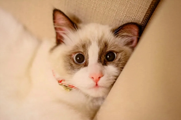 KUB智能鎖：一個人生活到底好不好？