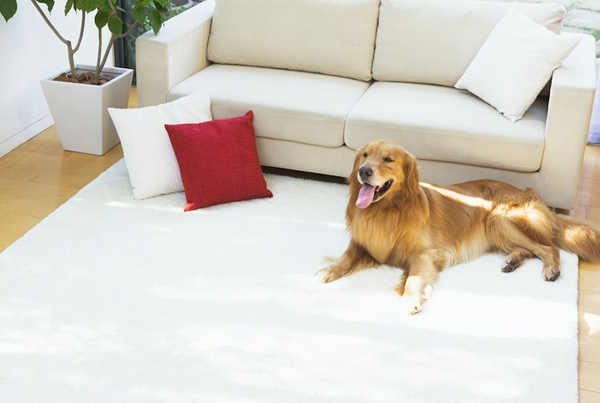 海爾智能家居：復工離家，不代表“沒人看家”