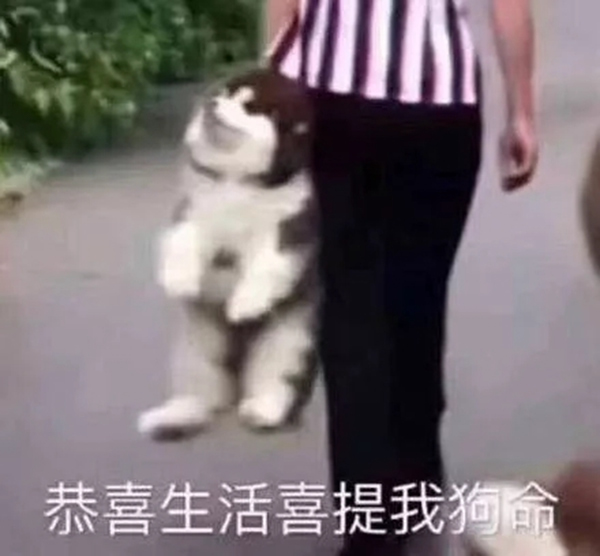 青松沃德：我們的2019年末崩潰情況報告