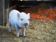 皇迪智能鎖:為客戶提供舒適便捷的智能生活環境