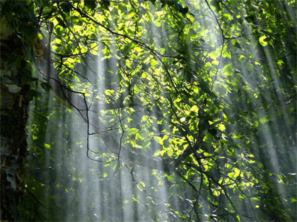 光線與晝夜節律 | 科學打造健康生物鐘的照明環境 光線與晝夜節律 | 科學打造健康生物鐘的照明環境